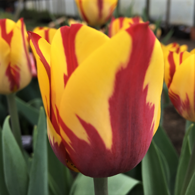 Tulip Helmar